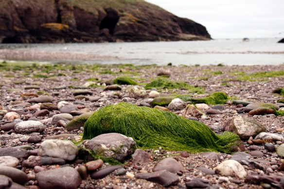There were lovely rocks, the dashing sea and even some hairy looking seaweed if you cared for some.