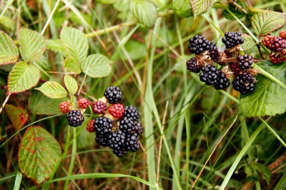 Along the way though we found some DEElicious blackberries growing wild along the path.